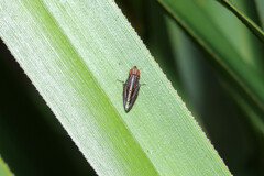 Cephaloconus cyprinus