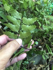Asplenium cuneatiforme