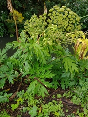 Heracleum mantegazzianum