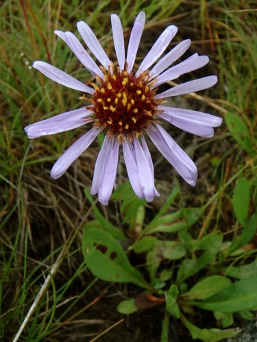 Symphyotrichum foliaceum var. foliaceum