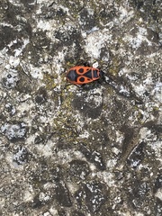 Pyrrhocoris apterus