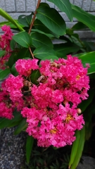 Lagerstroemia indica