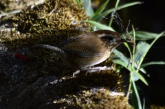 Troglodytes solstitialis