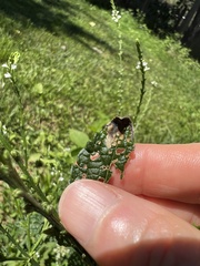 Calycomyza verbenae