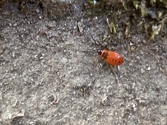 Pyrrhocoris apterus