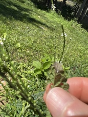 Calycomyza verbenae