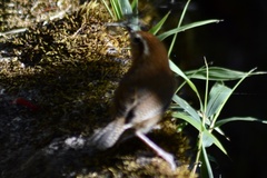 Troglodytes solstitialis