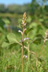 Orobanche cumana
