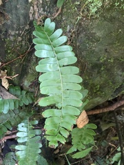 Arthropteris palisotii