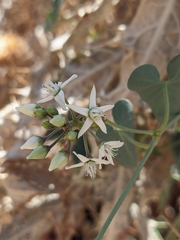 Cynanchum acutum