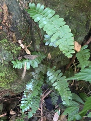 Arthropteris palisotii