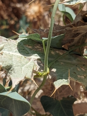Cynanchum acutum