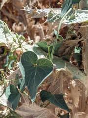 Cynanchum acutum