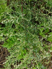 Artemisia vulgaris
