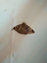 Pindara illibata