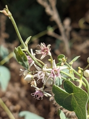 Cynanchum acutum