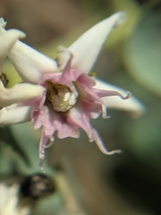 Cynanchum acutum