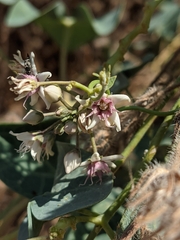Cynanchum acutum
