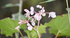Begonia bracteosa