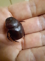 Catharsius tricornutus