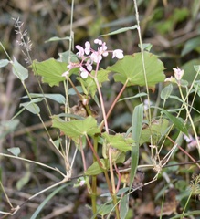Begonia bracteosa