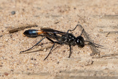 Ammophila evansi
