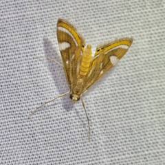 Strepsinoma croesusalis