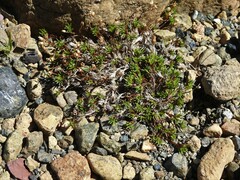 Cherleria marcescens