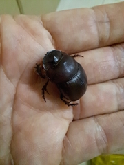 Catharsius tricornutus