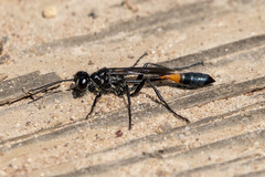 Ammophila evansi