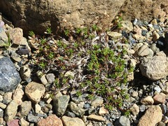 Cherleria marcescens