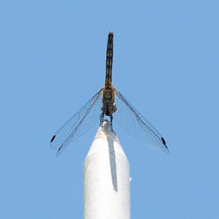 Trithemis festiva