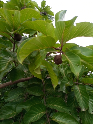Image of Nauclea latifolia by (c) Mohammed Kamal-Deen Fuseini, some rights reserved (CC BY-SA)