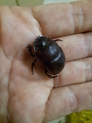 Catharsius tricornutus