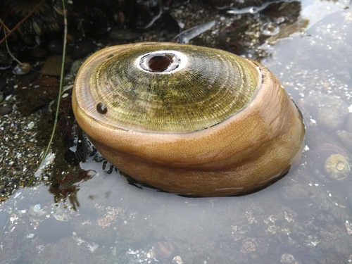 Giant Keyhole Limpet