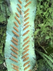 Asplenium griffithianum