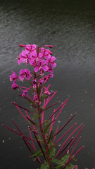 Chamaenerion angustifolium