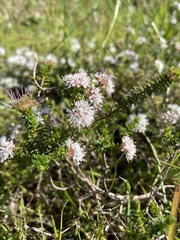 Agathosma apiculata