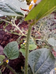 Galinsoga quadriradiata