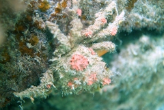 Schizophrys rufescens