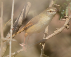 Prinia subflava affinis