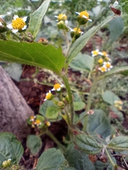 Galinsoga quadriradiata