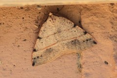 Drepanulatrix bifilata