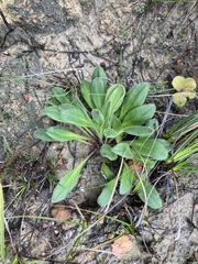 Stylidium pycnostachyum