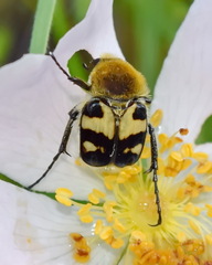 Trichius orientalis