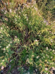 Astragalus clerceanus