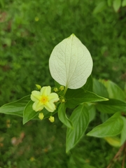 Pseudomussaenda flava