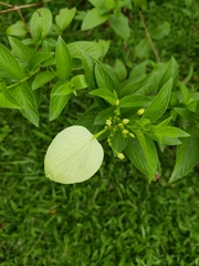 Pseudomussaenda flava