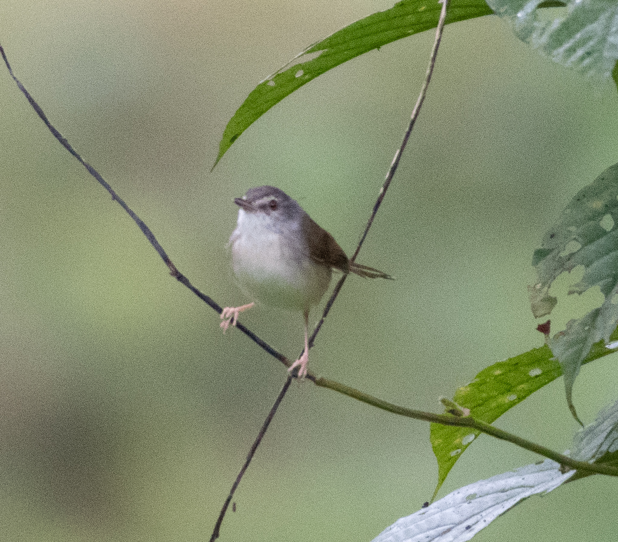 Rufescent Prinia