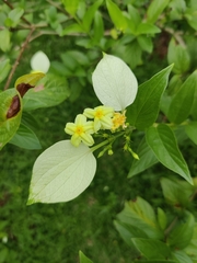 Pseudomussaenda flava